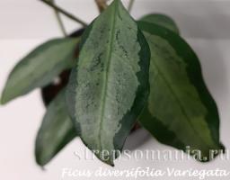 Фикус diversifolia Variegata